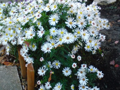 DSC00039.JPG