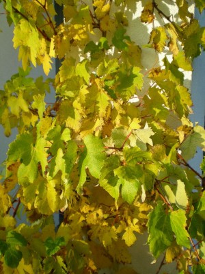 DSCN17380001.JPG