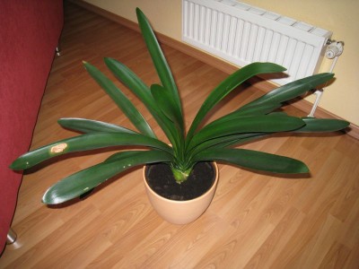 pflanzen 002.jpg