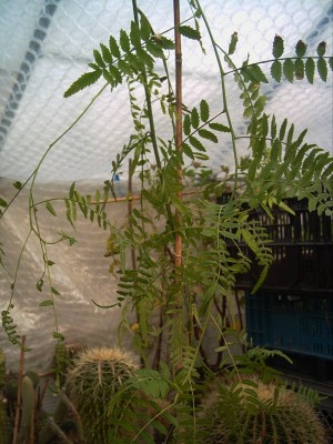 schinus molle-x.JPG