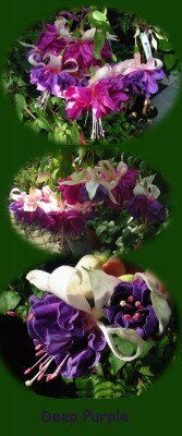 Deep purple Collage.jpg