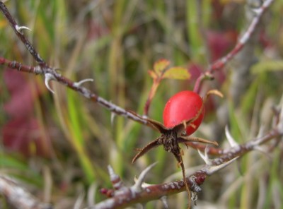 Hagebutte 01.jpg