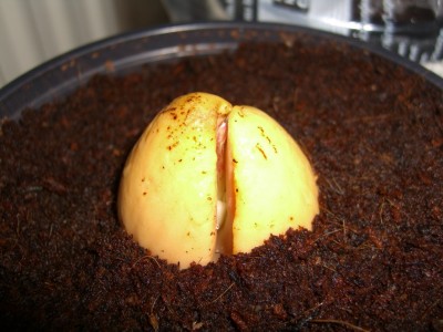Avocado 2 12.10.2008 1.JPG