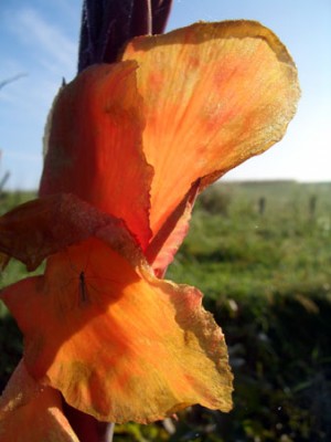 herbst_canna.jpg