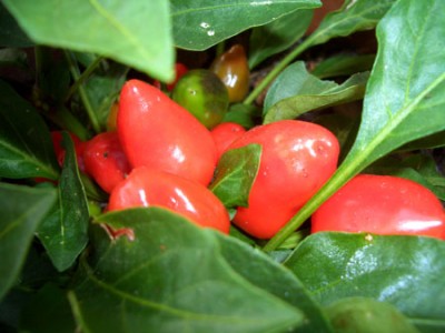 chili.jpg