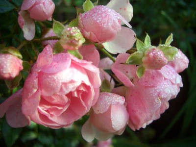tropfen_rose.jpg