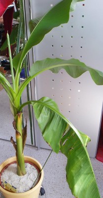 banane.jpg