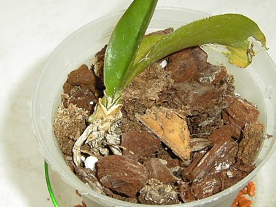 KIF_1810.JPG