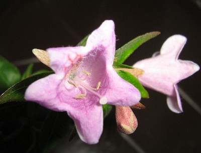 Kreppmyrte Blüte.jpg