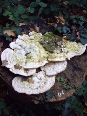 IMG00358m.jpg