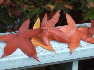 IMG00339m.jpg