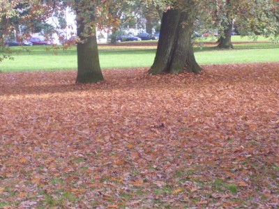 100_6037m.jpg