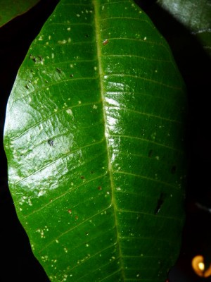 P1000621.JPG