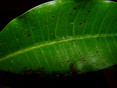 P1000620.JPG