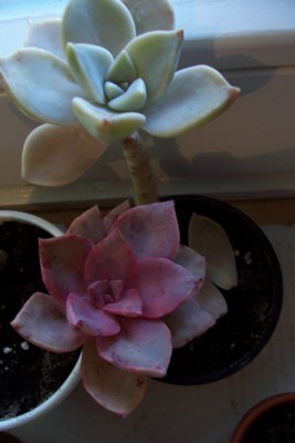 100_3356.JPG