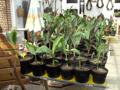 Canna-Stand April.JPG