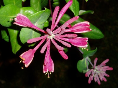 Geißblatt a. Tonne.JPG