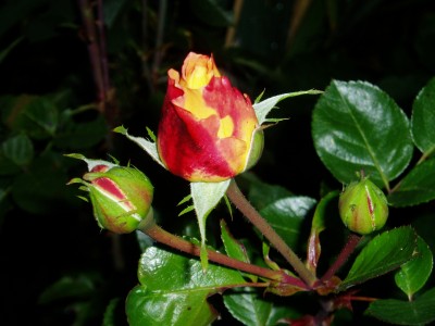 Lieblingsrose nach 1. Frost.JPG