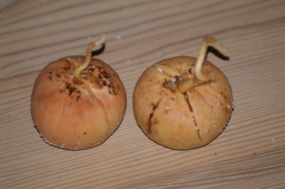 avo 7 und 8.jpg