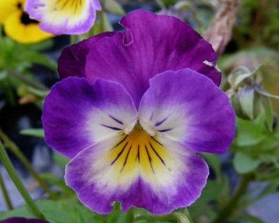 Hornveilchen 2 w.jpg