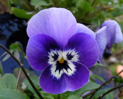 Hornveilchen 1 w.jpg