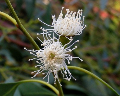 Eukalyptus 2 w.jpg