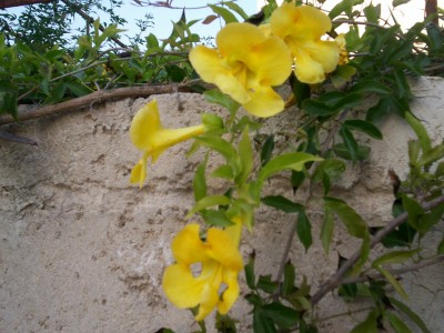 Immagine 168.jpg