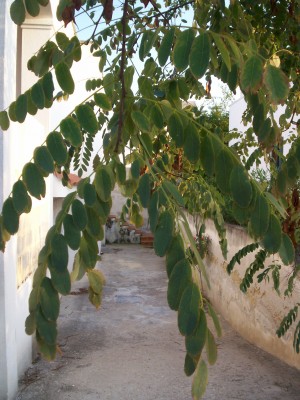Immagine 167.jpg