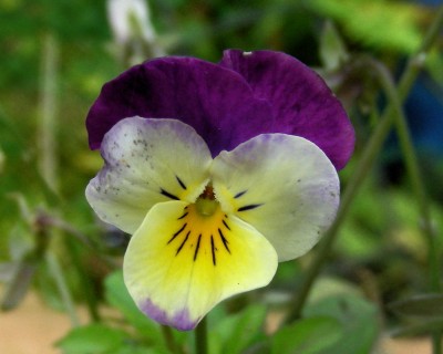 Hornveilchen 3 w.jpg