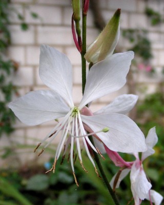 Gaura l w.jpg