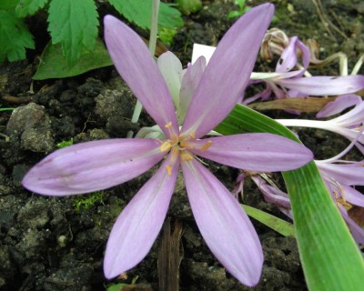 Colchinum, aber welches w.jpg