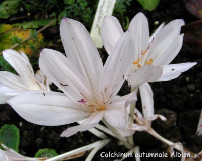 C. autumnale Album w.jpg