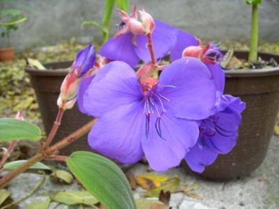Tibouchina.jpg