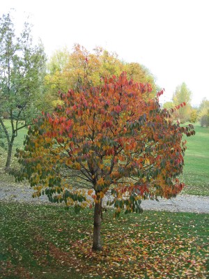 IMG_8158.JPG