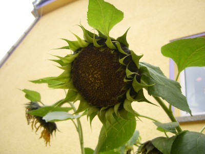 DSCI0009_2000x1500.JPG