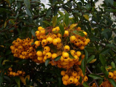 DSCI0008_2000x1500.JPG
