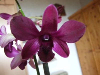 DSCF2231.JPG