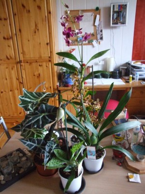 DSCF2247.JPG