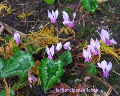 Herbstalpenveilchen w.jpg