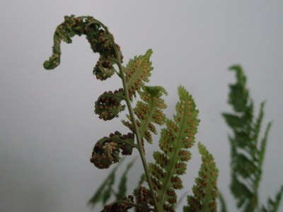 Farn -PA150562.JPG