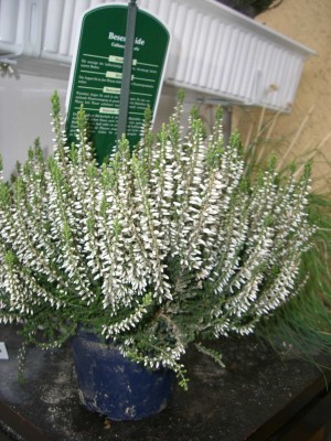 Besenheide weiss.jpg