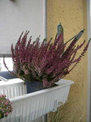 Besenheide lila.jpg