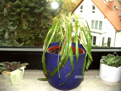 katzen bilder 020.jpg