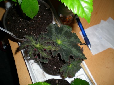 DSCN17650001.JPG