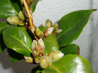 Camellia2.JPG
