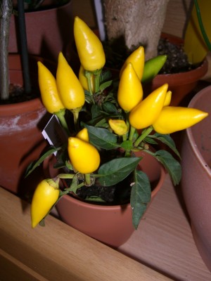 CIMG4667 - Kopie.JPG