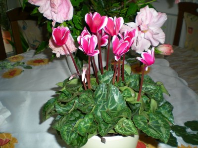 DSCN18030001.JPG