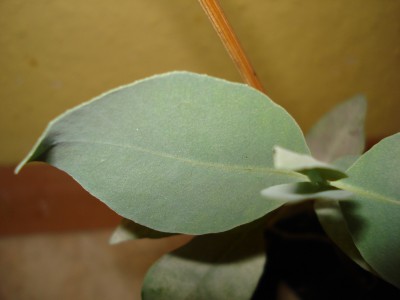 september 2008 003.jpg