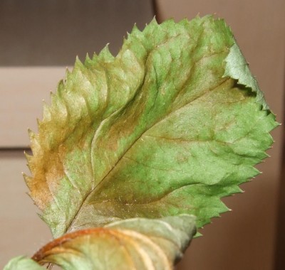 Apfelblatt krank.jpg