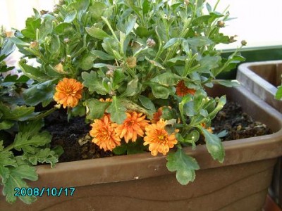 PICT17102008 (8).JPG